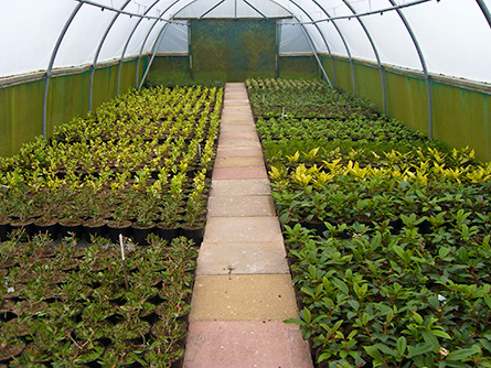 Nursery Stock